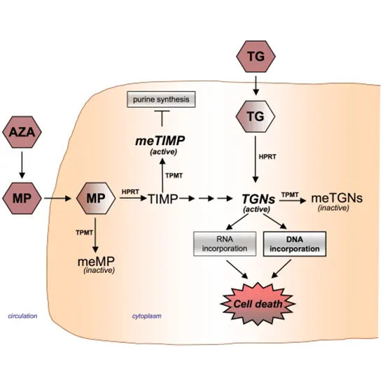 TPMT (1,2,3A,3B,3C) Genotyping, AZA, 6MP, 6-Thioguanine